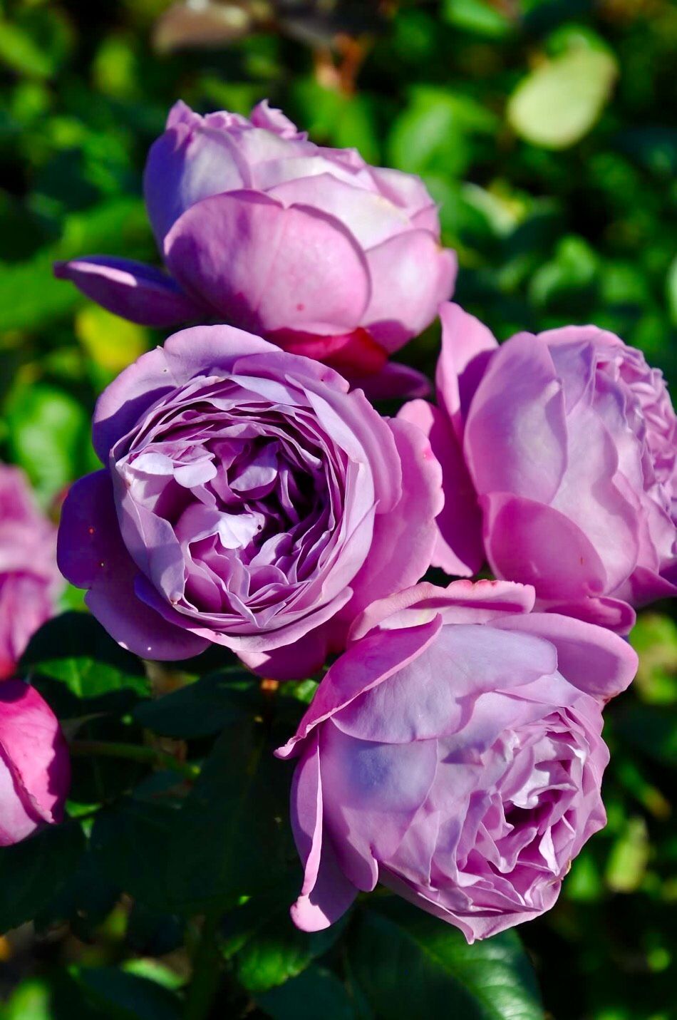 НОВИНКА Kinda Blue, Кинда Блю, У. Kordes& Sons, Keisei Rose Nurseries Inc., Япония, с 2015