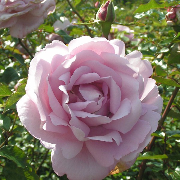 НОВИНКА Rosa La Rose du Petit Prince / Synactif By Shiseido, Ля Роз дю Пти Пранс/ Синэктиф бай Шисейдо, Delbard, Франция, 2008