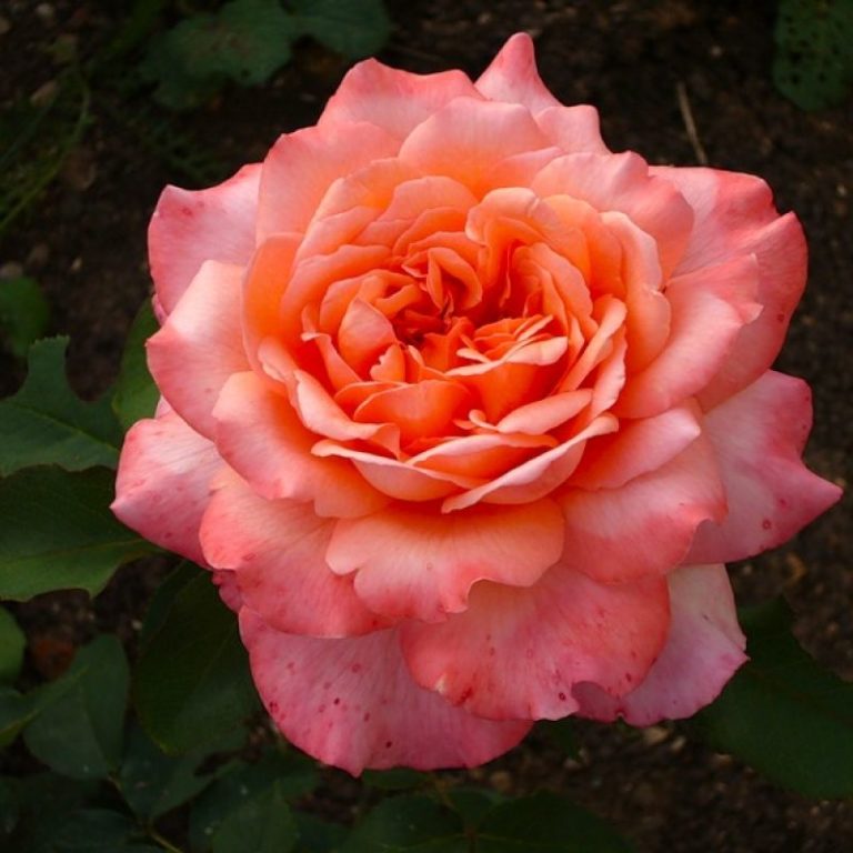 Albrecht Durer, Альбрехт Дюрер, Rosen Tantau, Германия, 2002 2