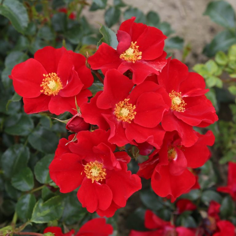 Klein-Strauchrose NektarGarten ® 'Alexander von Humboldt' - Rosa NektarGarten ® 'Alexander von Humboldt' ADR-Rose