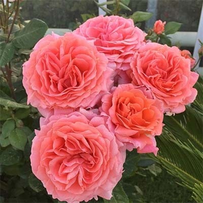 Amour de Molene, Амур де Молен, Adam, Франция 2