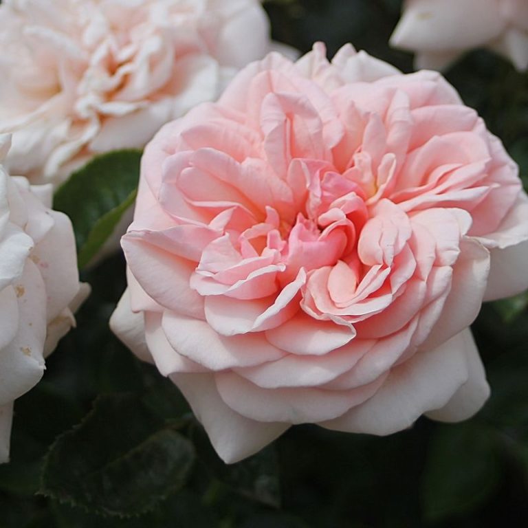 Aphrodite, Афродита, Rosen Tantau, 2006 2