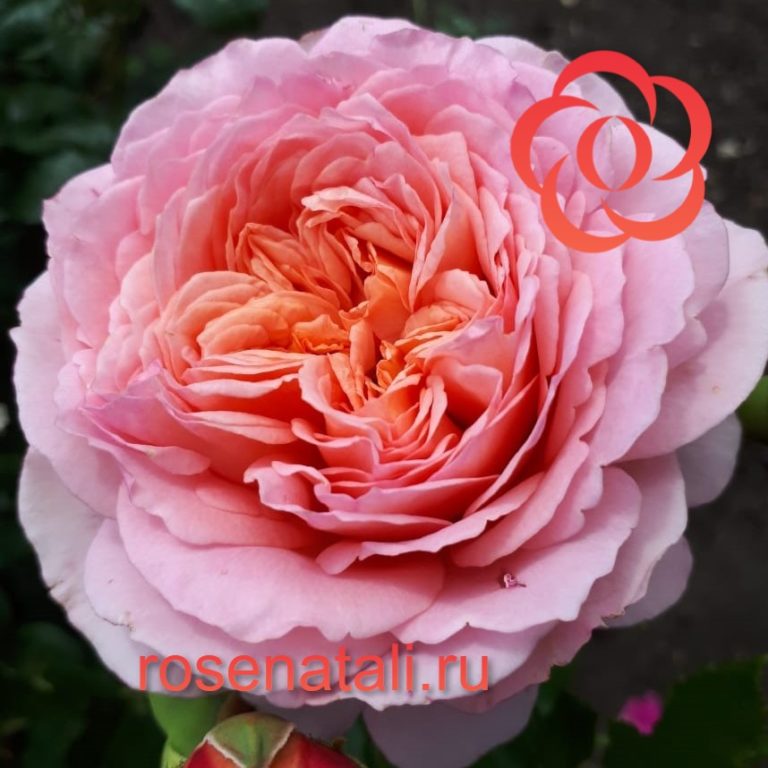 Apricot (Априкот) Japan Rose Farm Kenji Япония, 2015 2