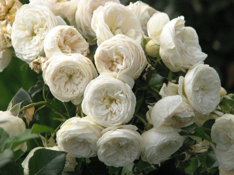 Artemis, Артемис, Rosen Tantau, 2009