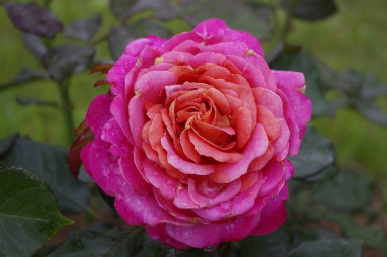 Belle Epoque Sunflor, Бель Эпок Санфлор, Jack E