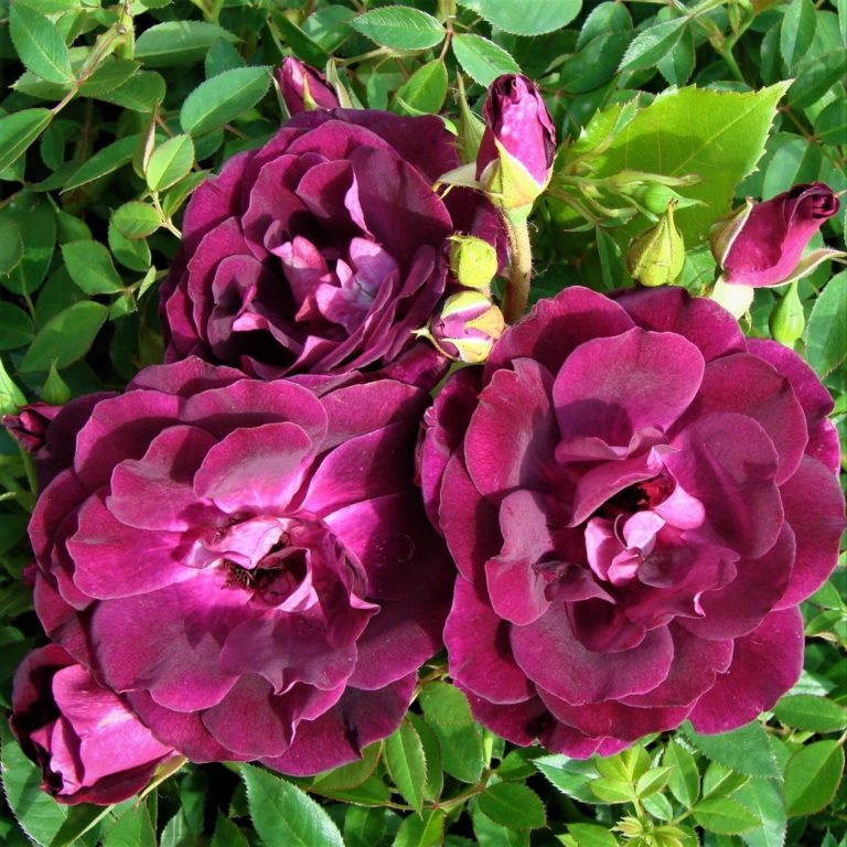 Burgundy Ice (Бургунди Айс) Edgar Norman Swane США, 1998 2