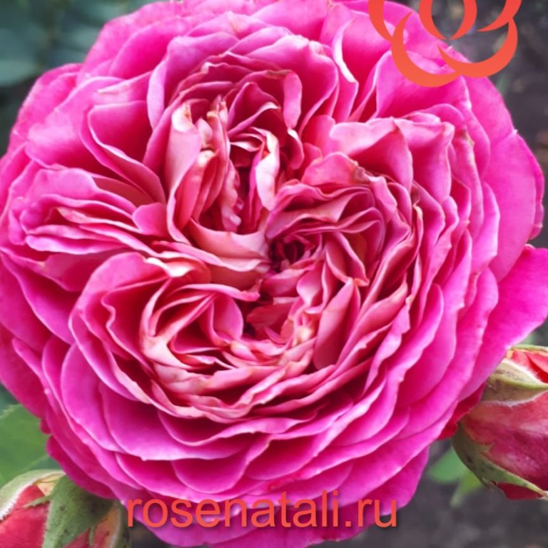Centenaire de l'Haÿ-les-roses (Сантенер де Л`ей-ле) Dominique Massad Франция, 2004 3