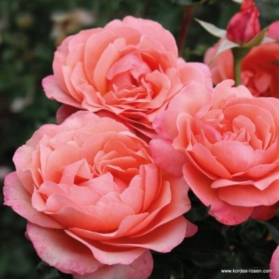 Coral Lions-Rose, Корал Лионс-Розе, W