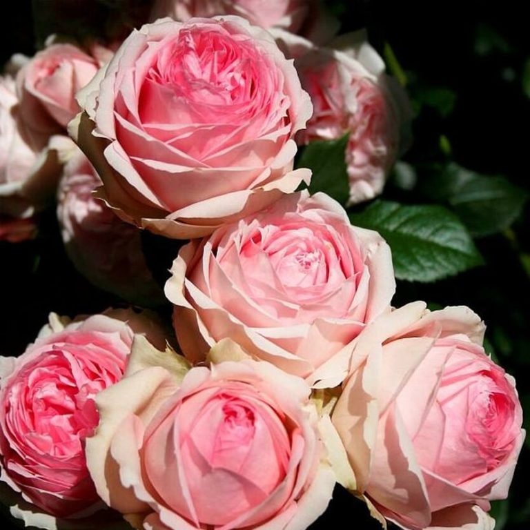 First Lady (Ферст Леди), Rosen Tantau, 2005
