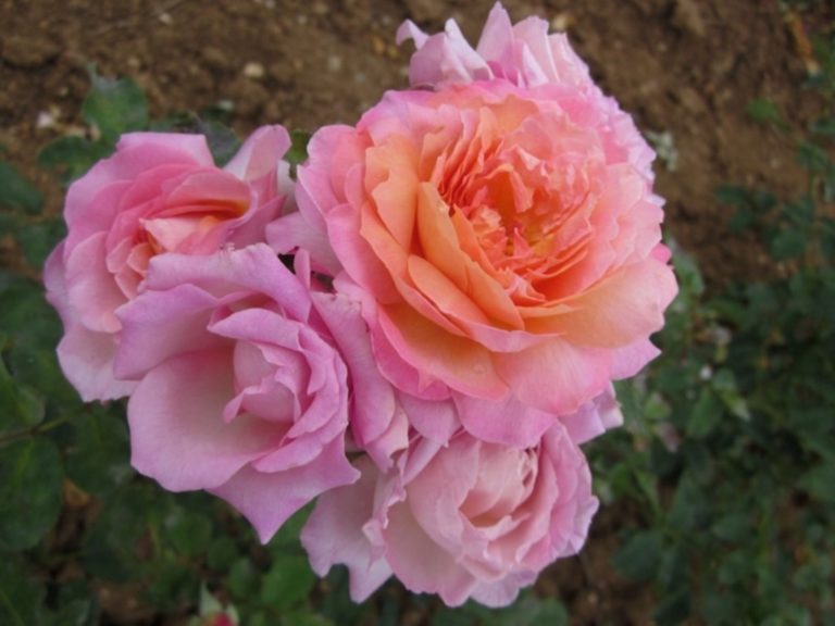 Florajet (Флоражет), Dominique Massad, Франция, 2011