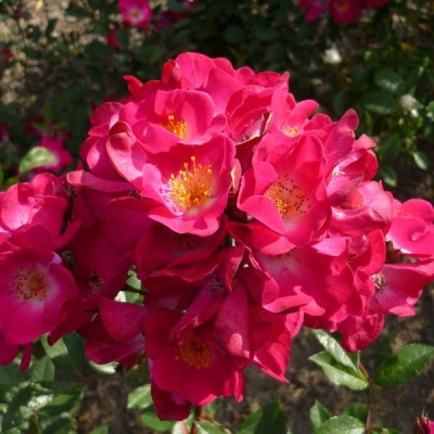 Grand-Duc Jean, Гран-Дюк Жан, Lens-Roses, Бельгия, 2010