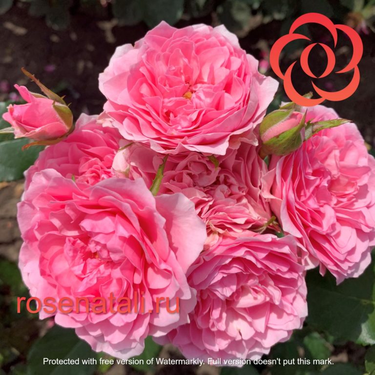 I Am Grateful (Ай Эм Грейтфул) Rosa Eskelund Hansen Дания, 2014 10