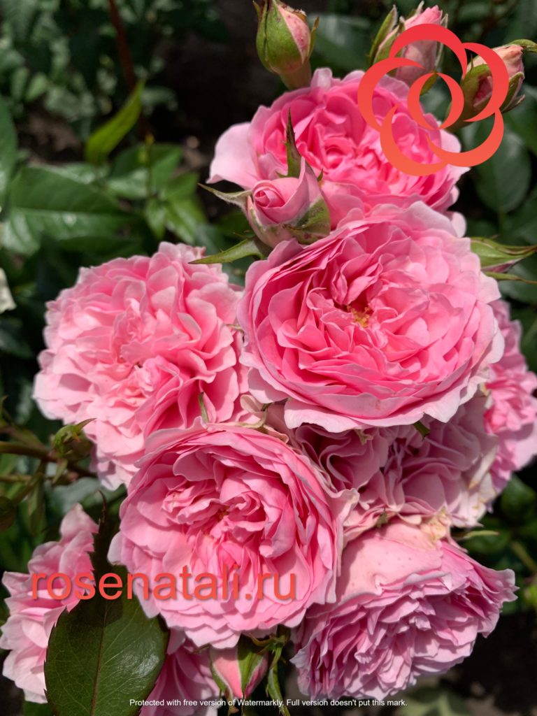 I Am Grateful (Ай Эм Грейтфул) Rosa Eskelund Hansen Дания, 2014 7