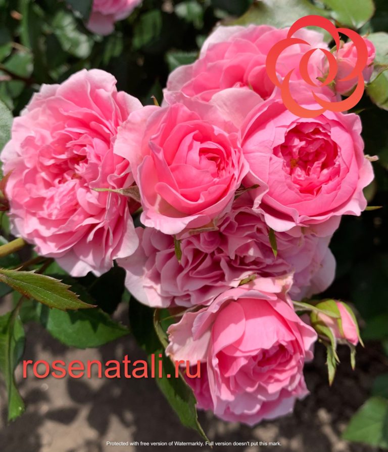 I Am Grateful (Ай Эм Грейтфул) Rosa Eskelund Hansen Дания, 2014 8