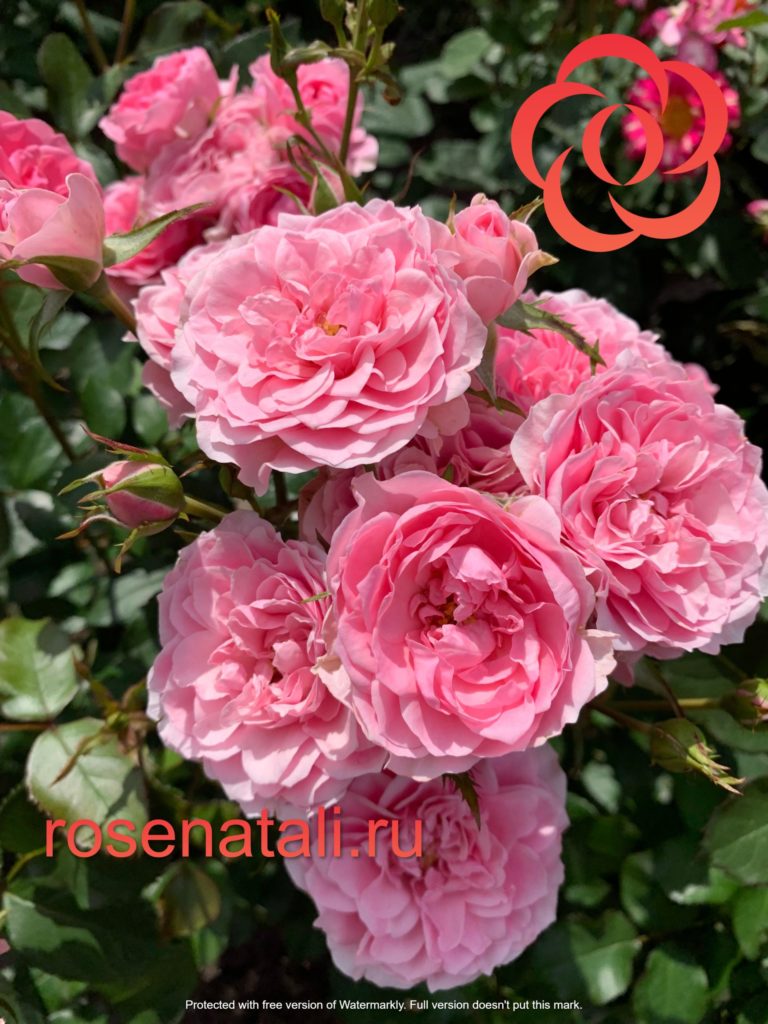 I Am Grateful (Ай Эм Грейтфул) Rosa Eskelund Hansen Дания, 2014 9