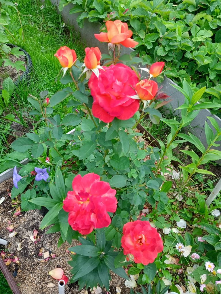 img20230731191456