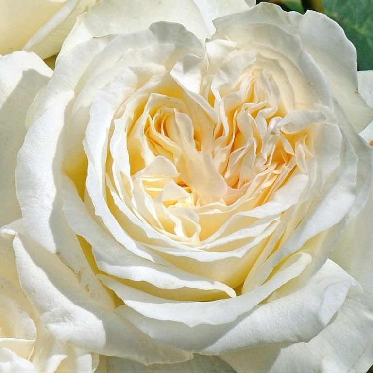 Irina, Ирина, Rosen Tantau, Германия, 2015