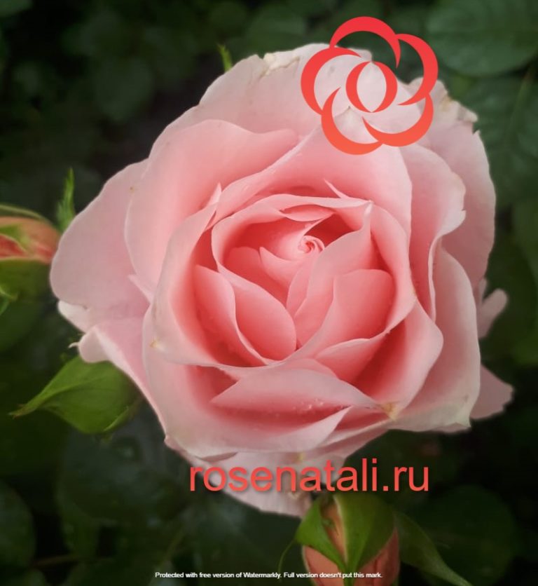 Jet Set (Джэт Сэт) Laperriere Франция, 2006 9