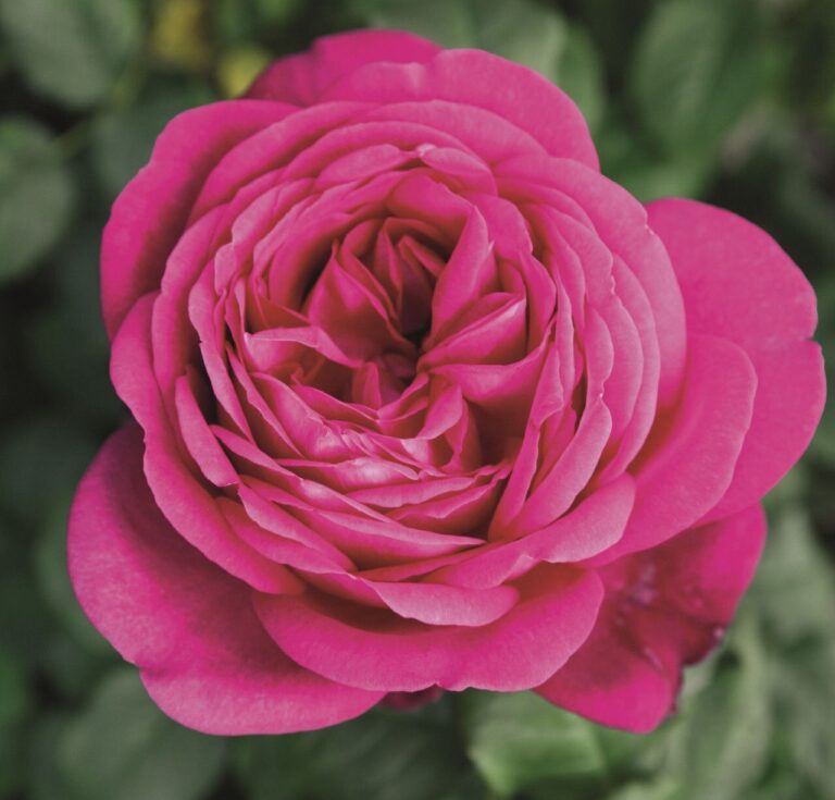 Johann Wolfgang von Goethe, Иоганн Вольфганг фон Гете, Rosen Tantau, Германия, 2009