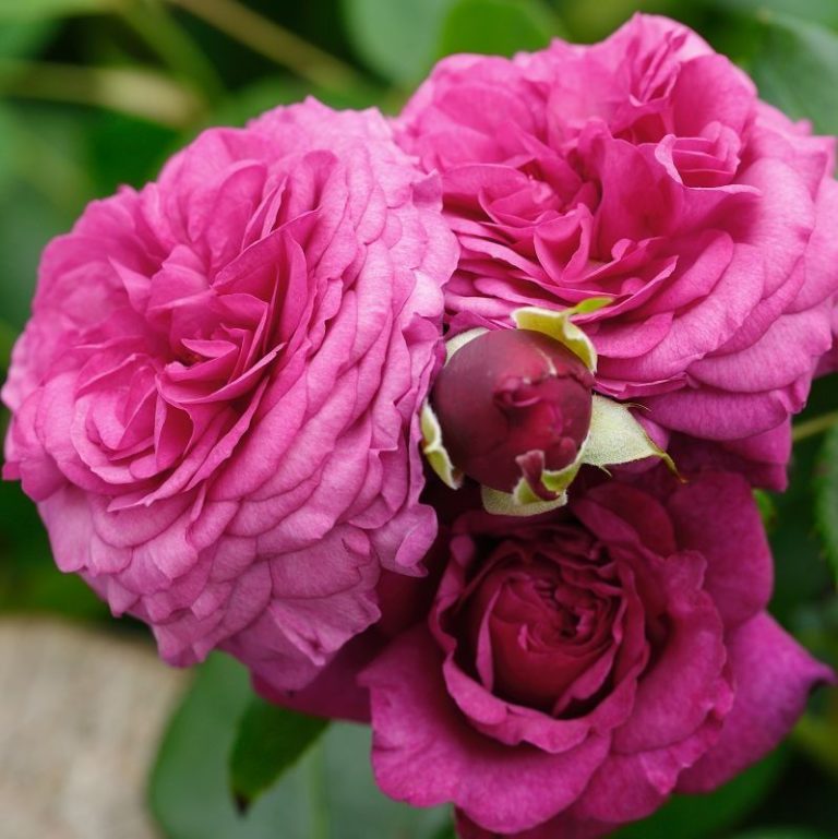 Kaffe Fassett Rose (Каффи Фассетт Роуз), Rosen Tantau, 2017 2