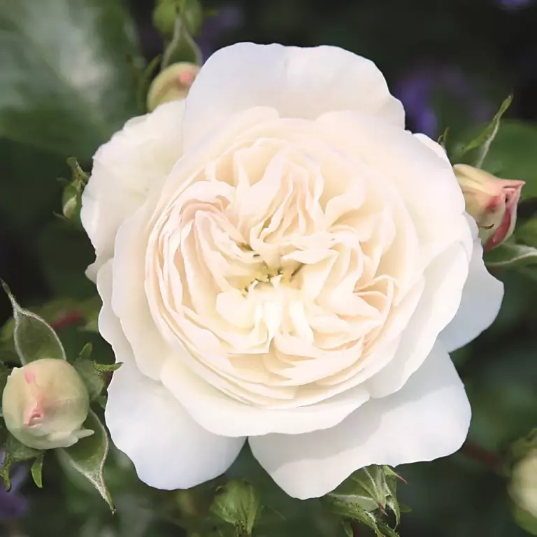 Kastelruther Spatzen, Кастельрутер Шпатцен, Rosen Tantau, 2012