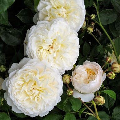 Laitoz White Leonardo da Vinci, ЛаитозБелый Леонардо да Винчи, Meilland Франция, 1993