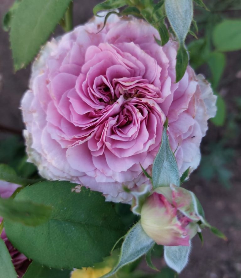 Lavender Ice (Лавендер Айс) Tantau Германия, 2004 2
