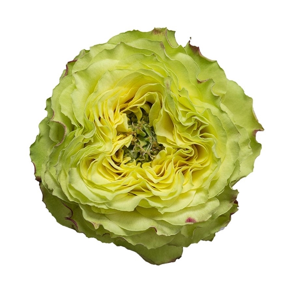 Lemon Zest (Лимон Зест) Нидерланды, 2019