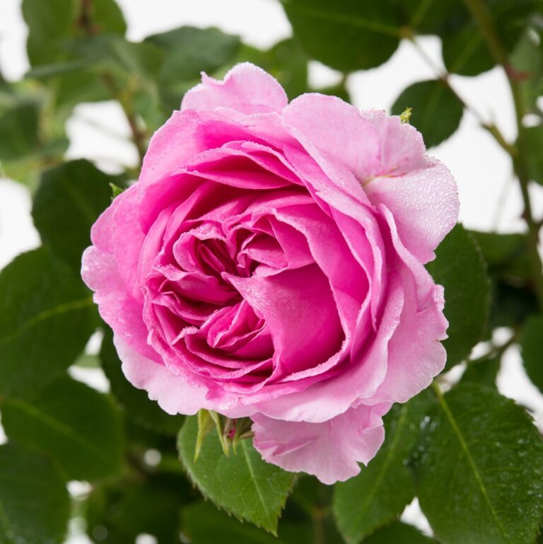 Lilac Topaz, Лилак Топаз, Rosen Tantau, 2020
