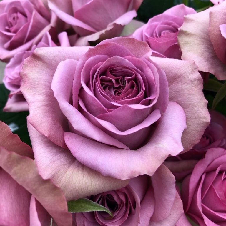 Montmartre, Монмартр, Vip Roses, Нидерланды, 2019