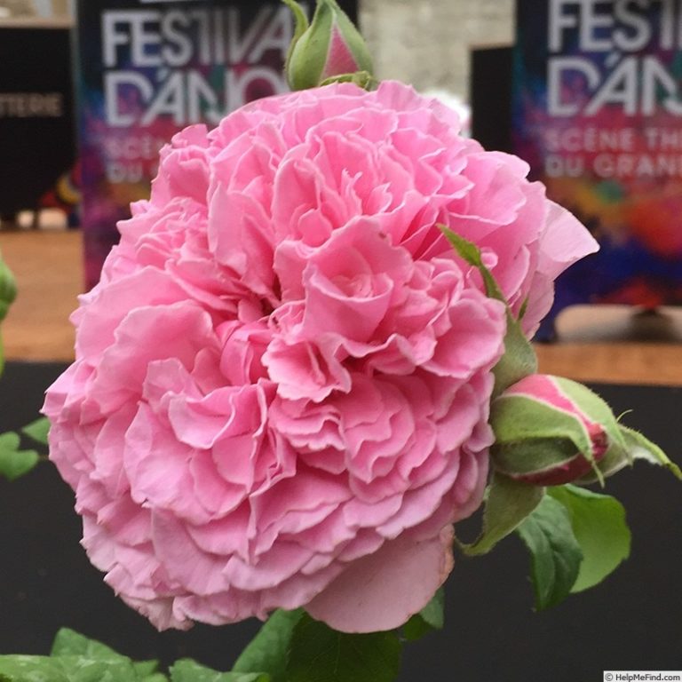 Nicolas Briancon (Николя Бриансон), Dominique Massad Франция, 2019