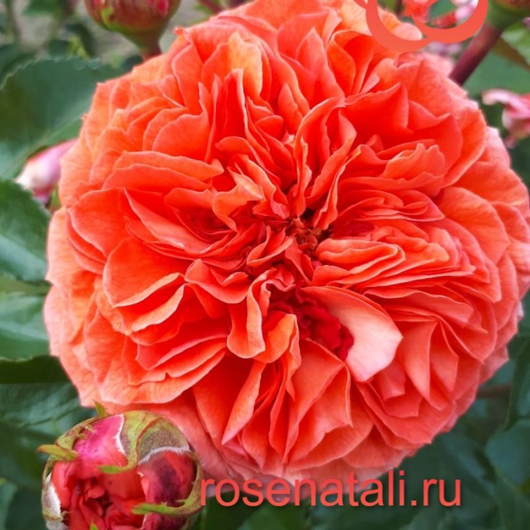 НОВИНКА Orangerie (Оранжери) Германия, 2016 10