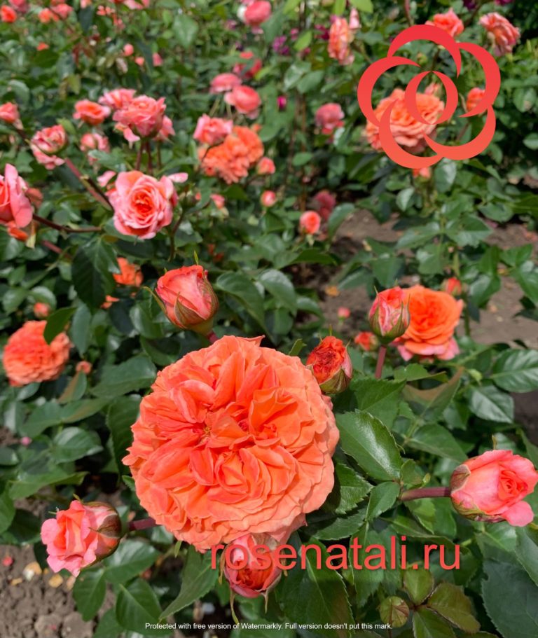 НОВИНКА Orangerie (Оранжери) Германия, 2016 12