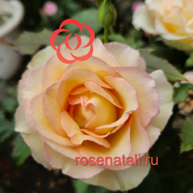 НОВИНКА Perfume Kisses (Парфюм Киссес), Carruth, 2014, США