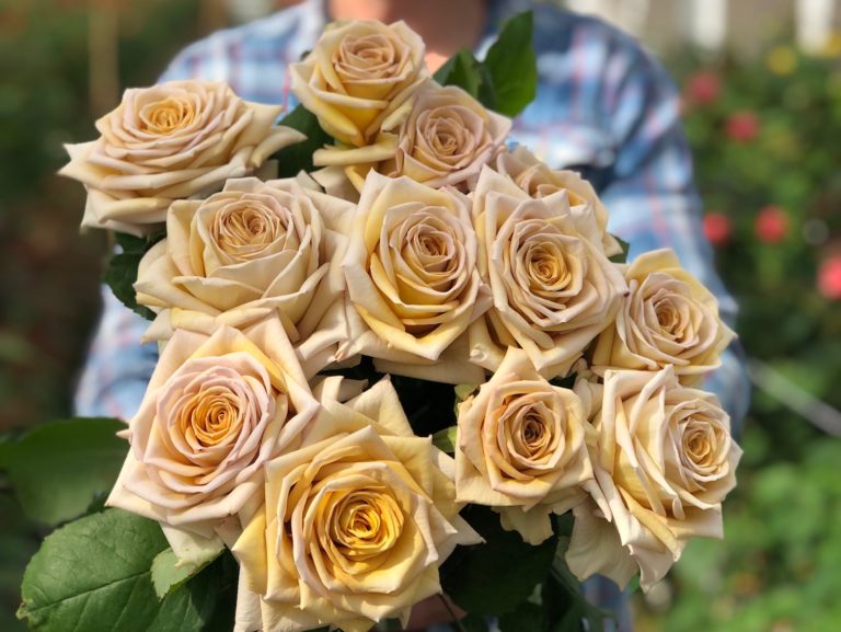НОВИНКА Spoiler (Спойлер), Vip Roses, Нидерланды 2