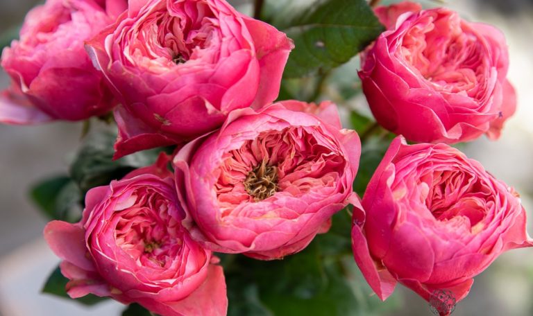 Новинка Vuvuzela Cerise (Вувузела Цериз), Нидерланлы