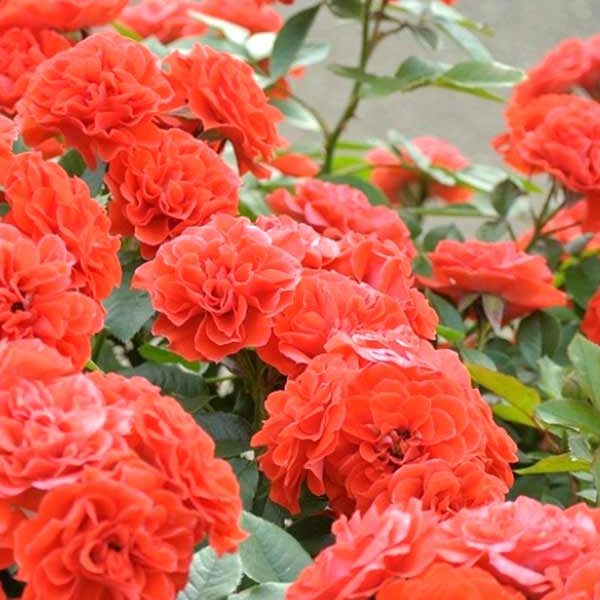 Orange Meillandina Cl (Оранж Мейландина), Meilland Франция, 1986