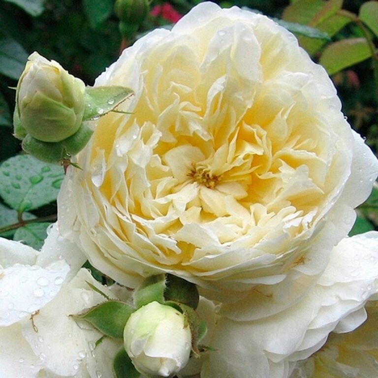 Perpetually Yours, Перпетуалли Йорс, Harkness, 1999