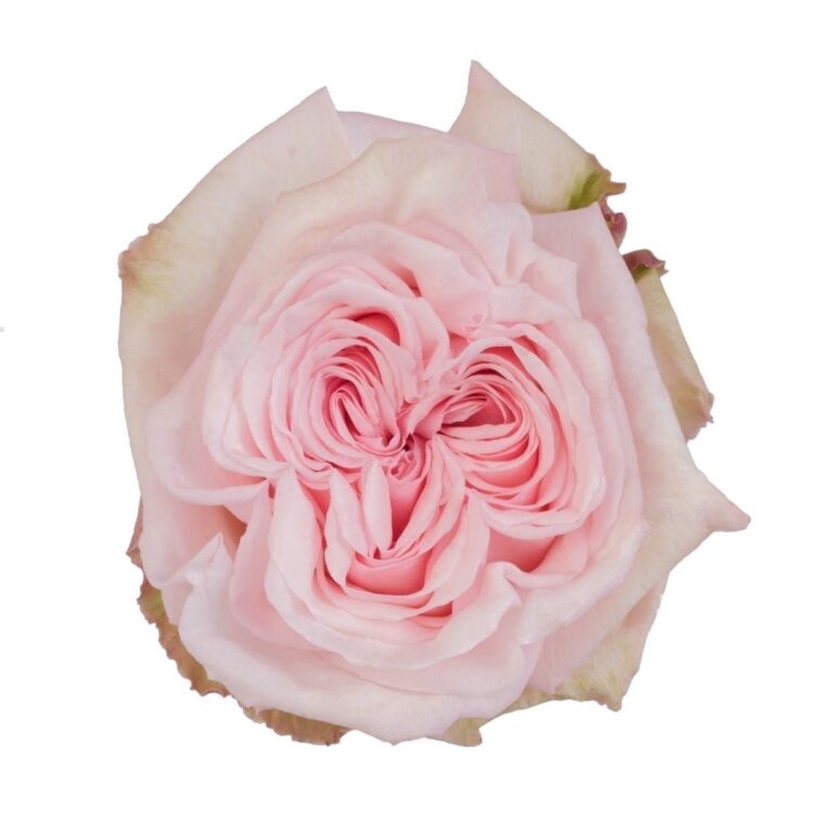 Pink O'Hara, Delbard, Франция