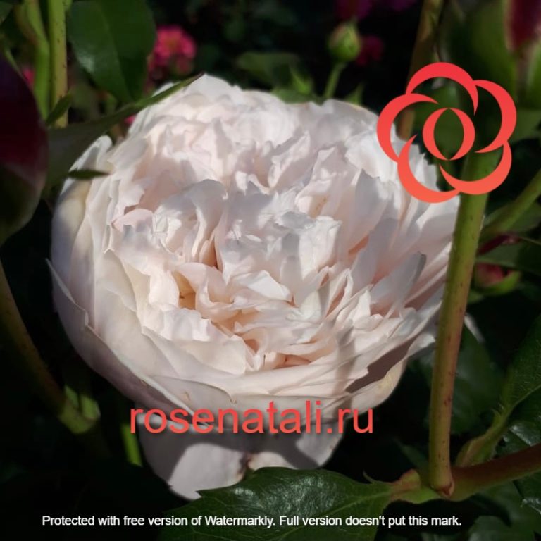 Plume (Плум) Junko Kawamoto Япония 2014 3