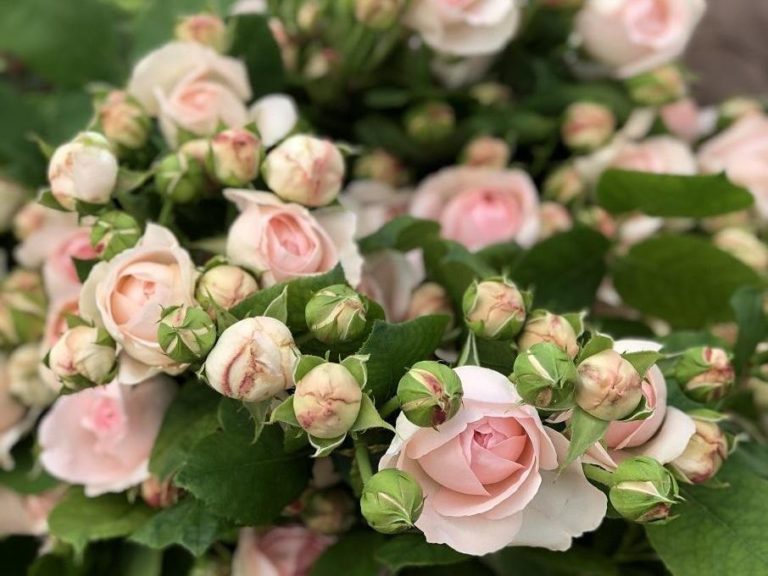Pomponella Summerhouse (Помпонелла Саммерхаус), Vip Roses, Нидерланды 3