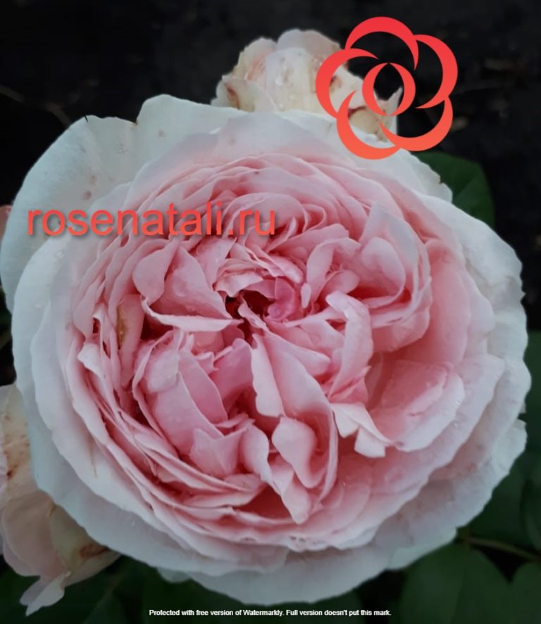 Pomponella Summerhouse (Помпонелла Саммерхаус), Vip Roses, Нидерланды 4