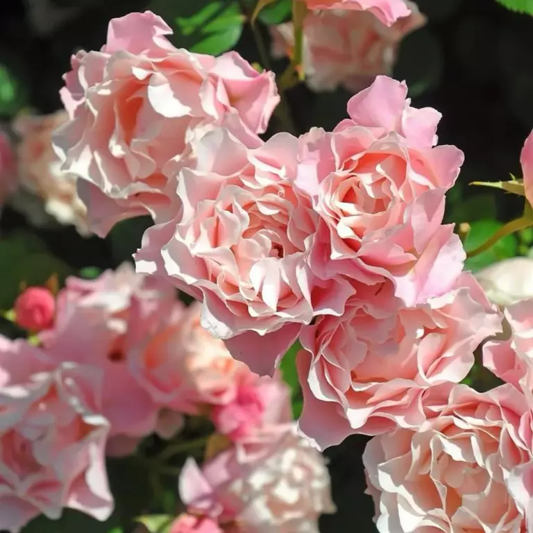 Porcelaine d'Orient, Daphne, Восточный Фарфор, Дафна, Takunori Kimura Япония, 2014