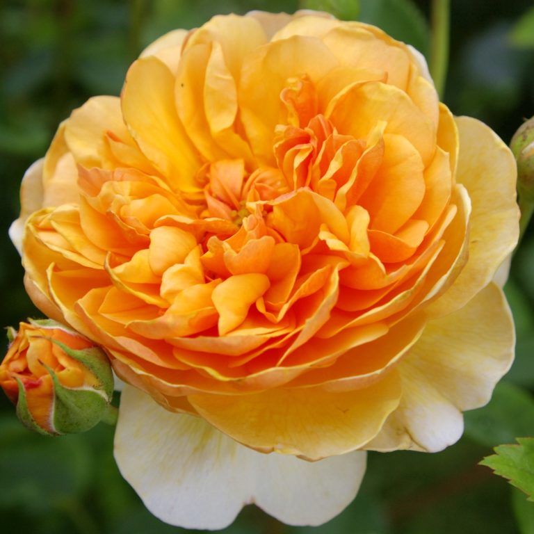 Port Sunlight, Порт Санлайт, Austin, Великобритания, 2007