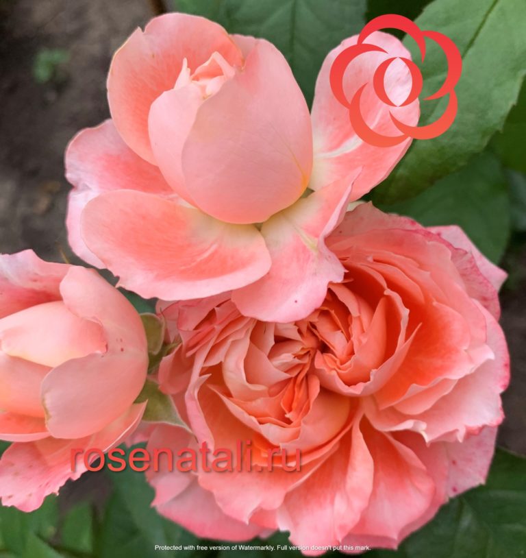 Princess Sakura (Принцесса Сакура), Wadara Япония, 2016 4