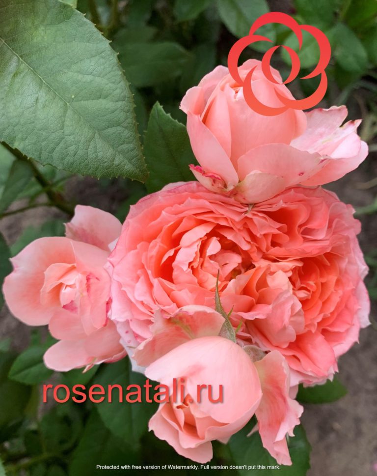 Princess Sakura (Принцесса Сакура), Wadara Япония, 2016 6