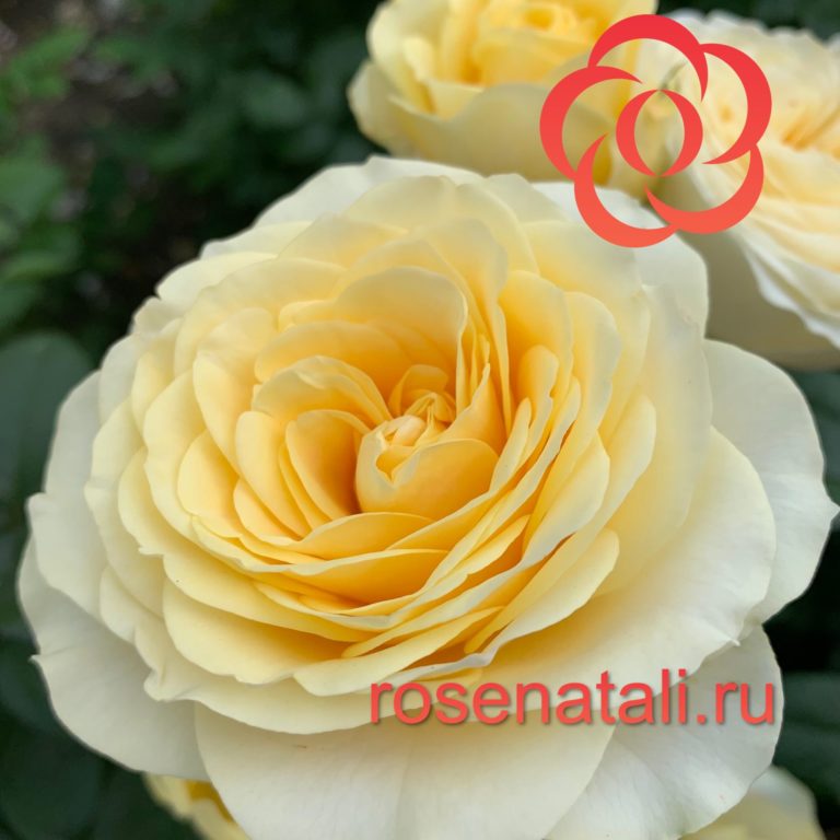 Rikuhotaru (Рикухотару) Japan Rose Farm Kenji Япония, 2013 4