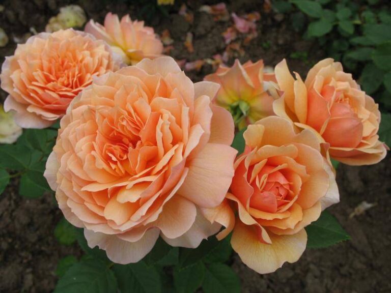 Rosa Grace, Роза Грейс, David Austin, 2001