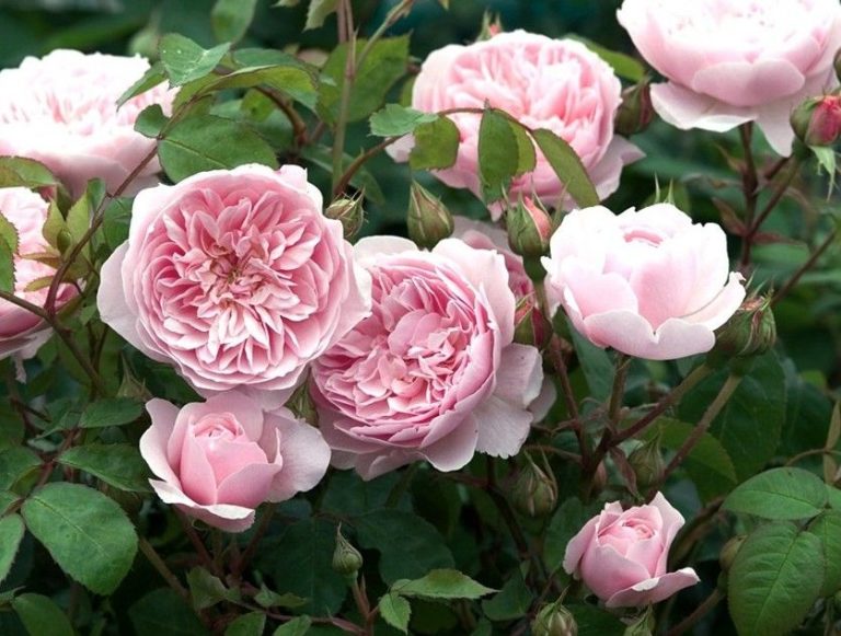 Rosalind (Розалинд) Austin Великобритания, 1999 5