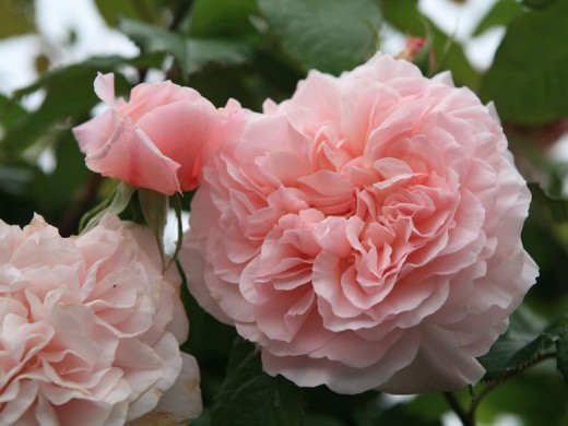 Rose de Tolbiac, Роз де Толбиак, W